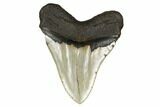 Serrated, Fossil Megalodon Tooth - North Carolina #172622-2